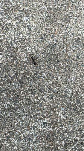 Japanese Pavement Ant