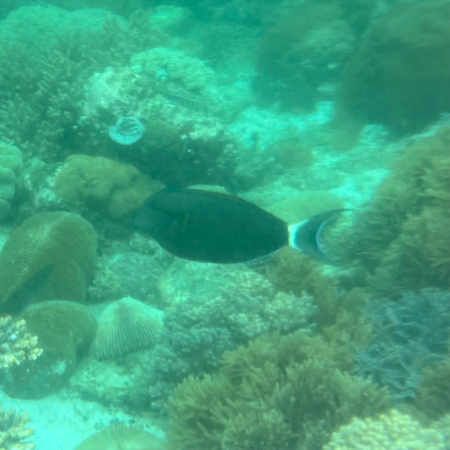 Eyeline Surgeonfish — seen at this dive site