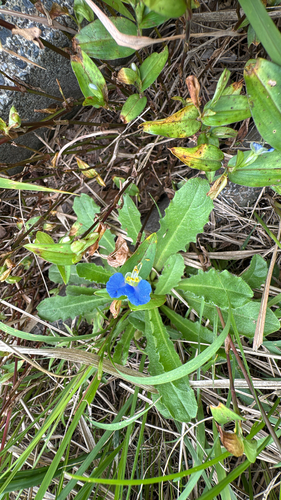 Asiatic dayflower