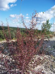 Scrophularia cretacea