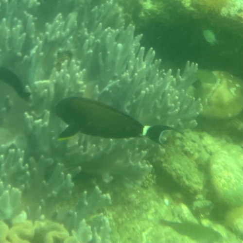 Eyeline Surgeonfish — seen at this dive site