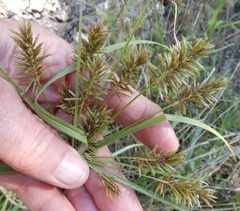 Cyperus pseudothyrsiflorus