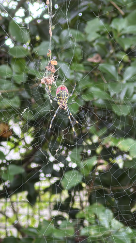 Joro Spider