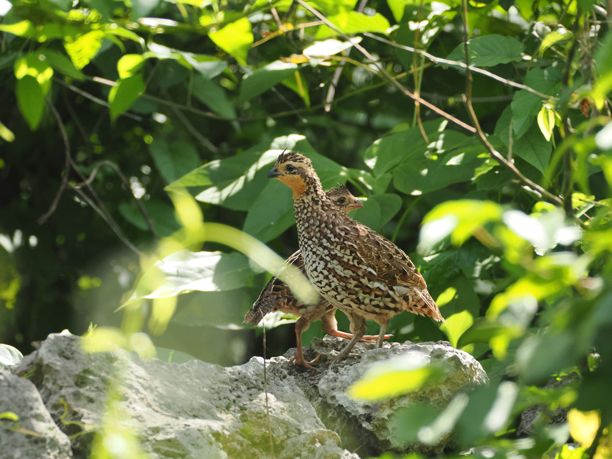 Yucatan Bobwhite (Colinus nigrogularis), photo 4