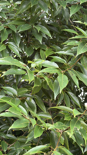 Chinese evergreen oak