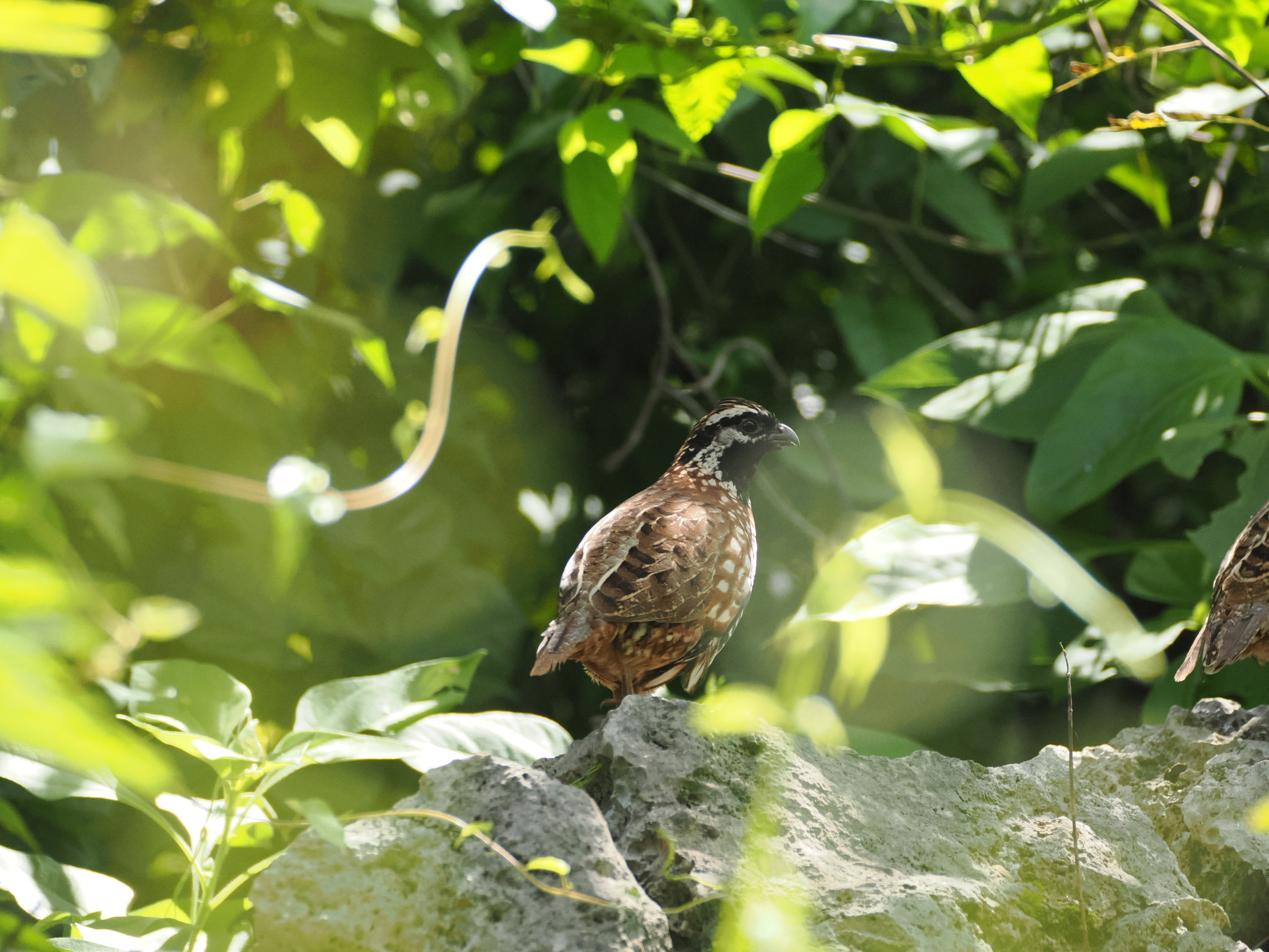 Yucatan Bobwhite (Colinus nigrogularis), photo 3