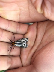 Ctenucha vittigera