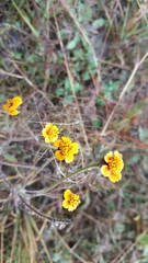 Tridax trilobata