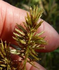 Cyperus pseudothyrsiflorus