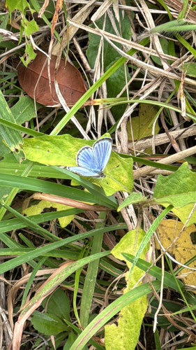 Pseudozizeeria maha argia