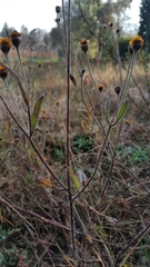 Tridax trilobata