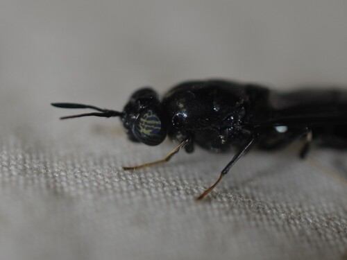 Unknown species found near Barbara Terr