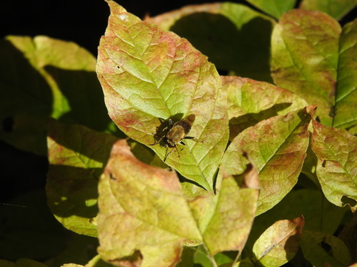 Unknown species found near Morgan County, IN, USA