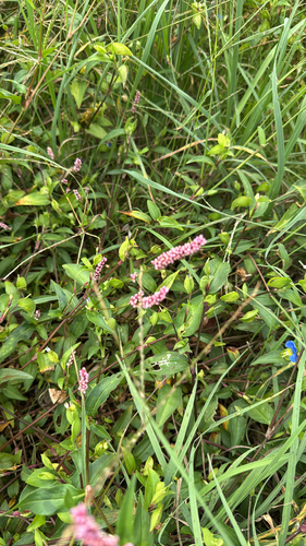 low smartweed
