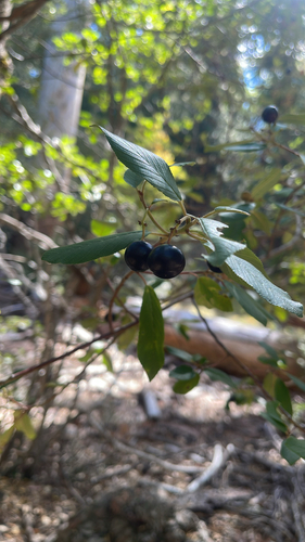 iNaturalist observation photo of coffeeberry