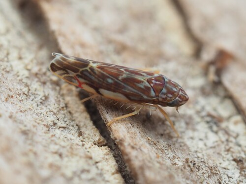 Wounded Leafhopper photo 5