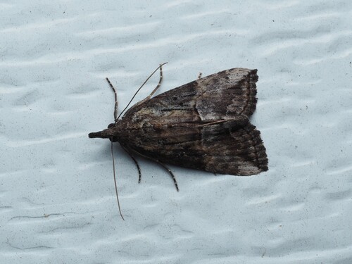 Green Cloverworm Moth photo 6