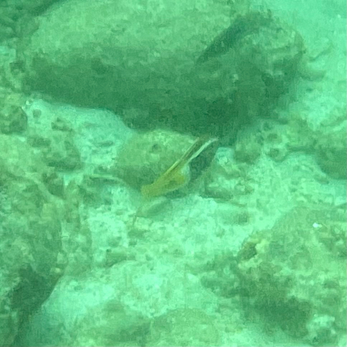Bicolour Goatfish — seen at this dive site