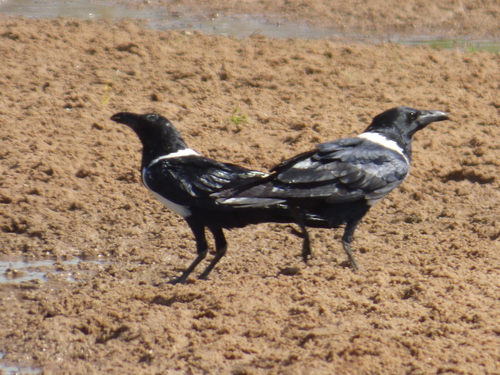 Pied Crow