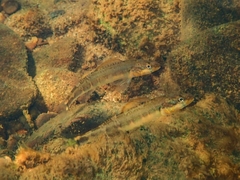 Gilt Darter photo 3
