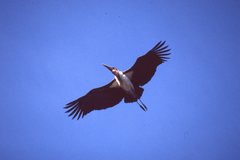 Leptoptilos crumenifer