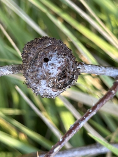 Diplolepis californica photo 4