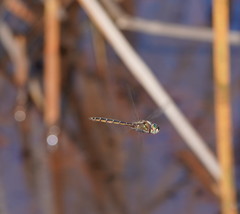 Procordulia jacksoniensis