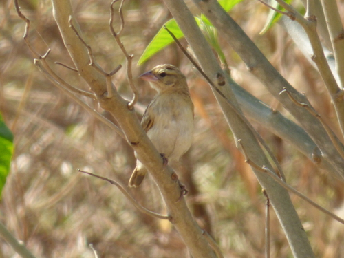 Northern Red Bishop