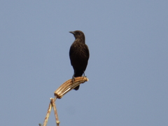 Myrmecocichla aethiops