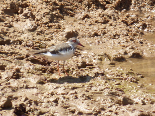 Three-banded Plover