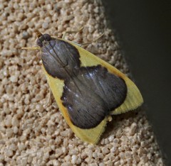 Prooedema inscisalis