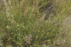 Oenothera anomala