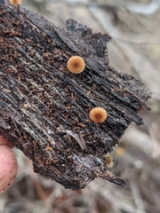 Phaeomarasmius