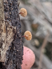 Phaeomarasmius