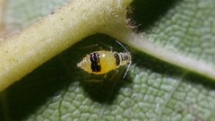 Chromaphis juglandicola