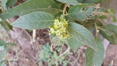 Cestrum tomentosum
