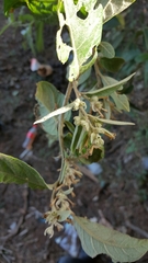 Cestrum tomentosum