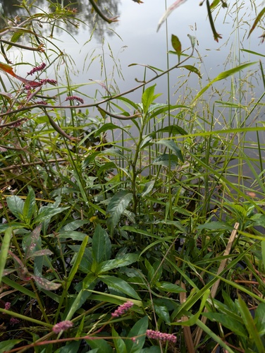 Waterpod (Hydrolea quadrivalvis)