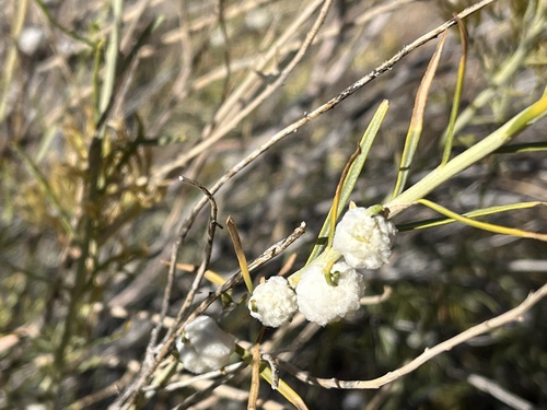 Unknown species found near Grand County, US-UT, US