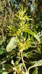 Cestrum tomentosum