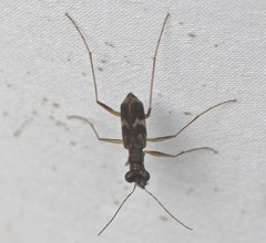 Distipsidera