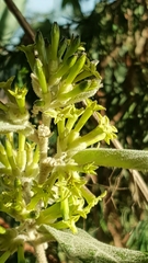 Cestrum tomentosum