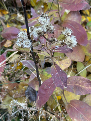 Showy Aster