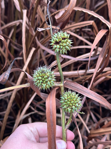 big bur-reed