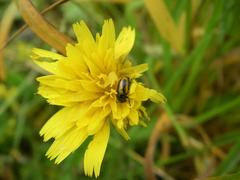 Cryptocephalus vittatus