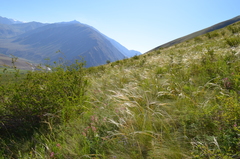 Stipa kirghisorum