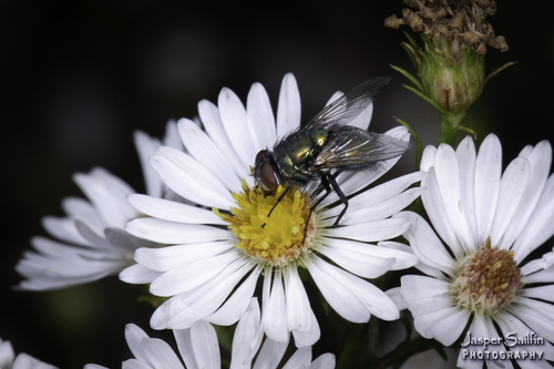Unknown species found near Sharon Mills North, Washtenaw County, MI, USA