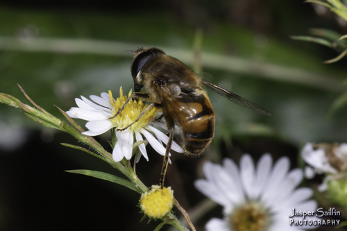 Unknown species found near Sharon Mills North, Washtenaw County, MI, USA