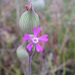 Sand Catchfly - Photo (c) purperlibel, some rights reserved (CC BY-SA), uploaded by purperlibel