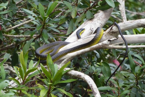 Common Tree Snake sighting
